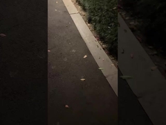 おっと! 庭のランプは古典的な! 夜を照らす!